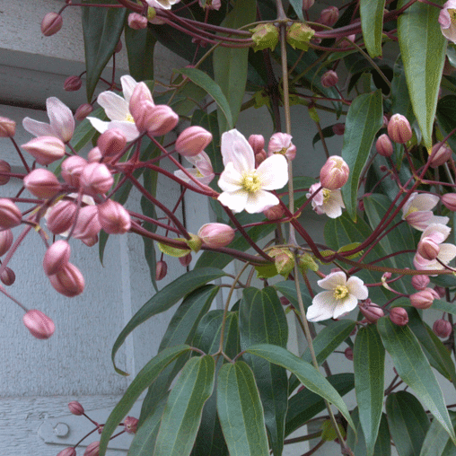 Clematis witroze groenblijvend